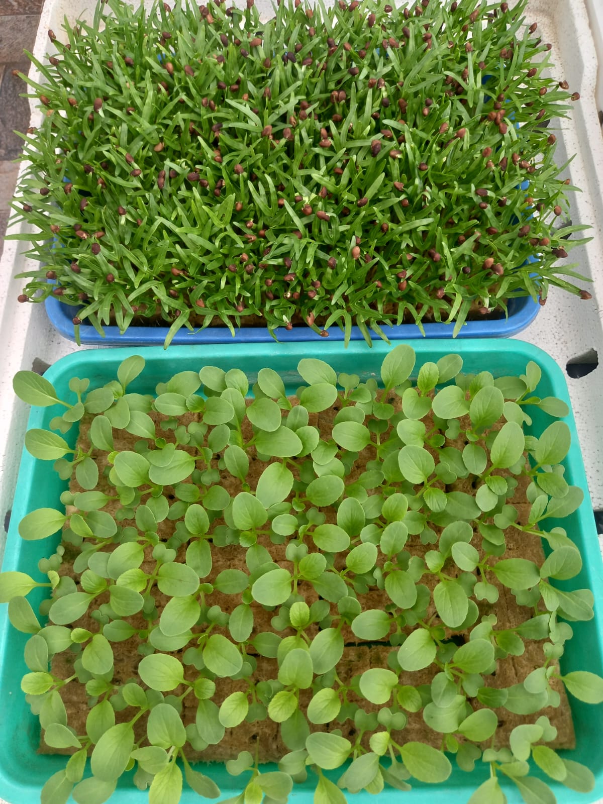 Seedling 2