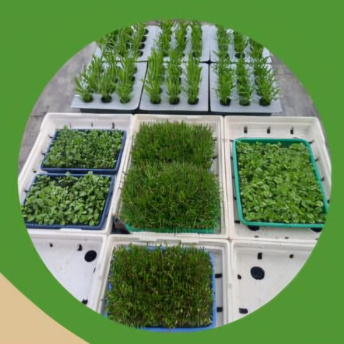 Vegetable seedlings ready for planting