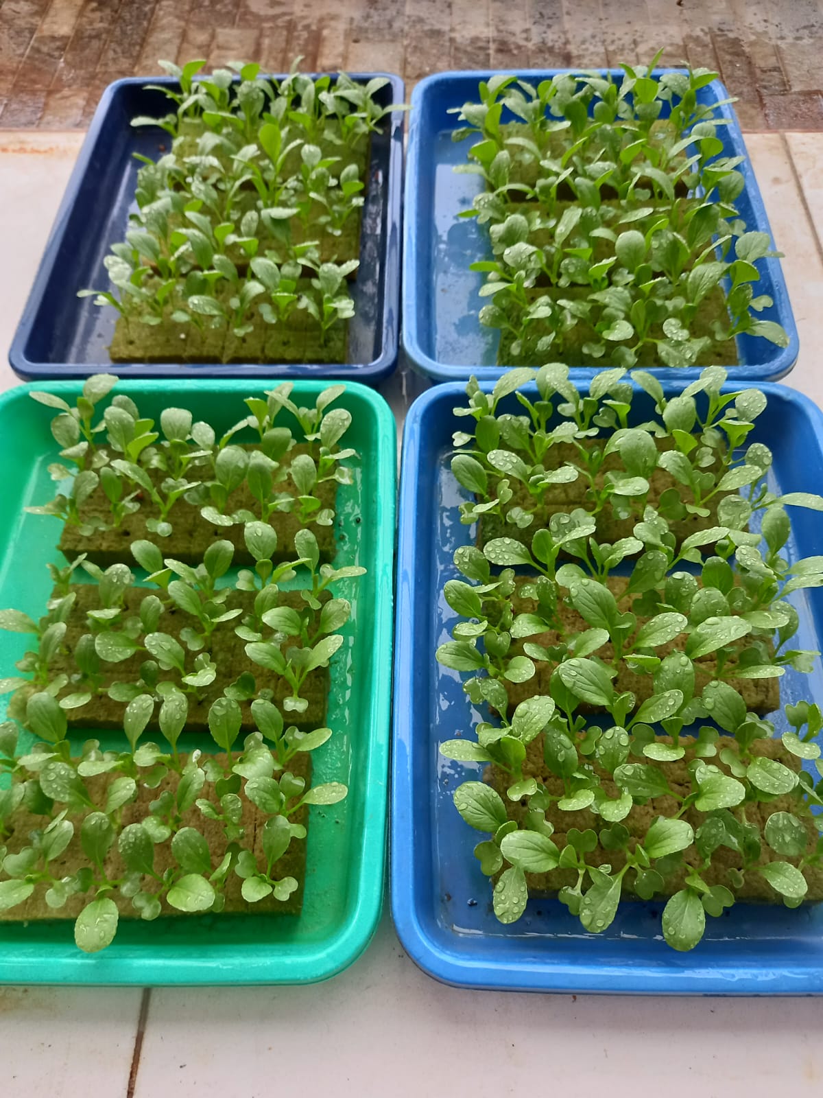 Seedling 3
