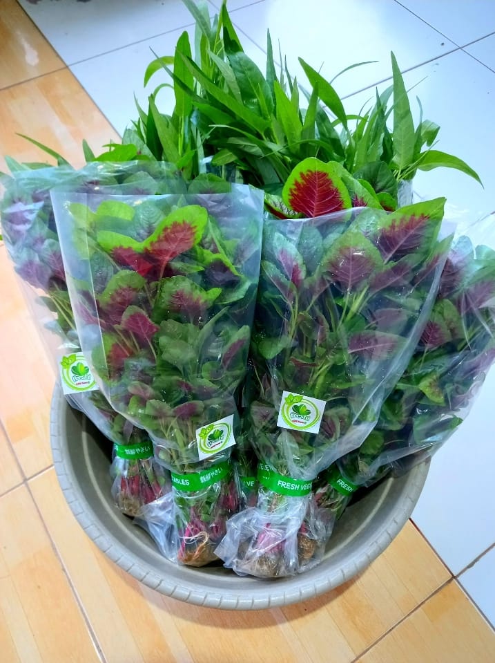 Bayam Batik