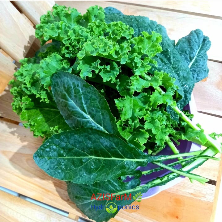 Kale Nero